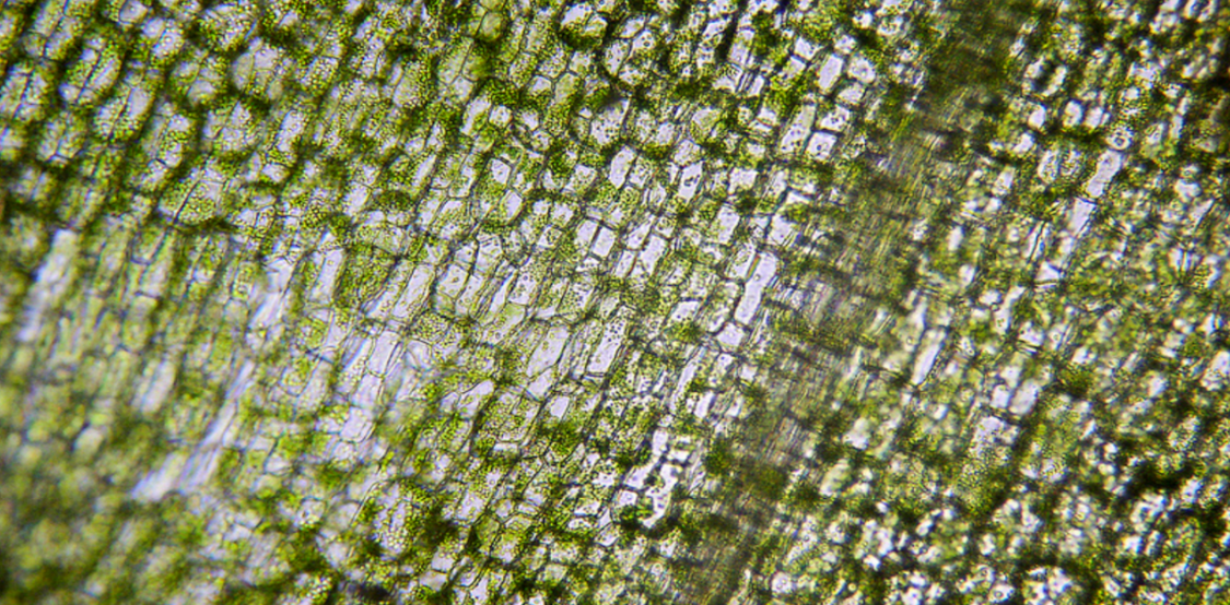 Was ist Chlorophyll? Mehr als nur Pflanzengrün – ein Lebenselixier